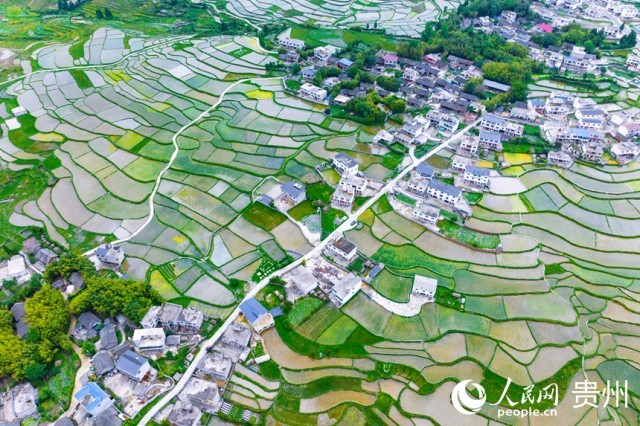 航拍貴陽市花溪區(qū)高坡梯田。人民網記者 涂敏攝